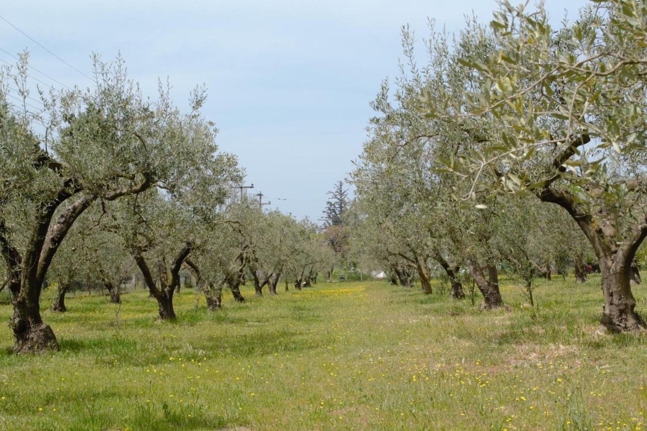 Appartamento Olivemare Holidays Nea Iraklia
